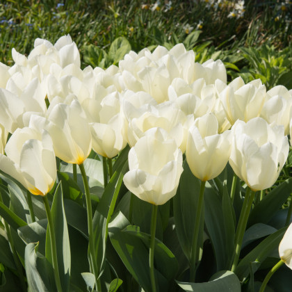 Tulipán White Purissima - Tulipa - predaj cibuľovín - 3 ks