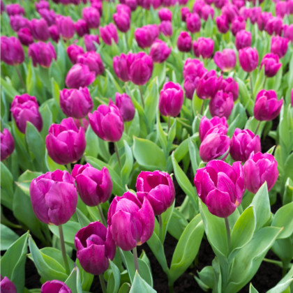 Tulipán Purple Flag - Tulipa - predaj cibuľovín - 3 ks
