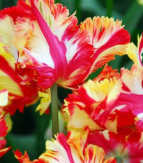 Tulipán Flamming Parrot - Tulipa - predaj cibuľovín - 3 ks