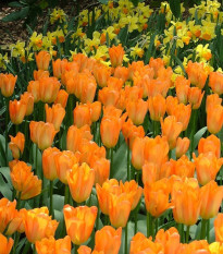 Tulipán Orange Brilliant - Tulipa - predaj cibuľovín - 3 ks