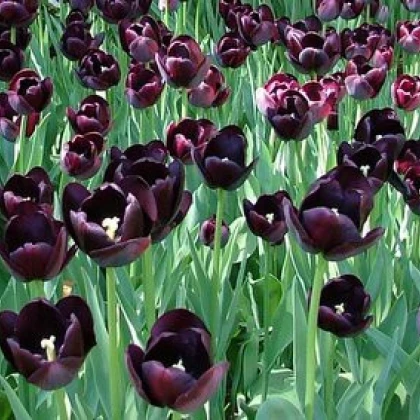 Tulipán Queen of Night - Tulipa - predaj cibuľovín - 3 ks
