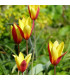 Tulipán Clusiana Chrysantha - Tulipa - predaj cibuľovín - 3 ks