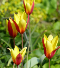 Tulipán Clusiana Chrysantha - Tulipa - predaj cibuľovín - 3 ks