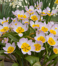 Tulipán Bakerii Lilac Wonder - Tulipa saxatilis - predaj cibuľovín - 3 ks