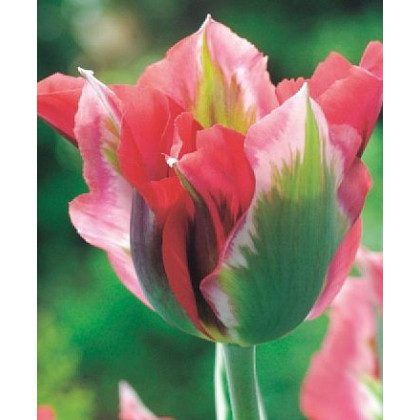 Tulipán Esperanto - Tulipa - predaj cibuľovín - 3 ks
