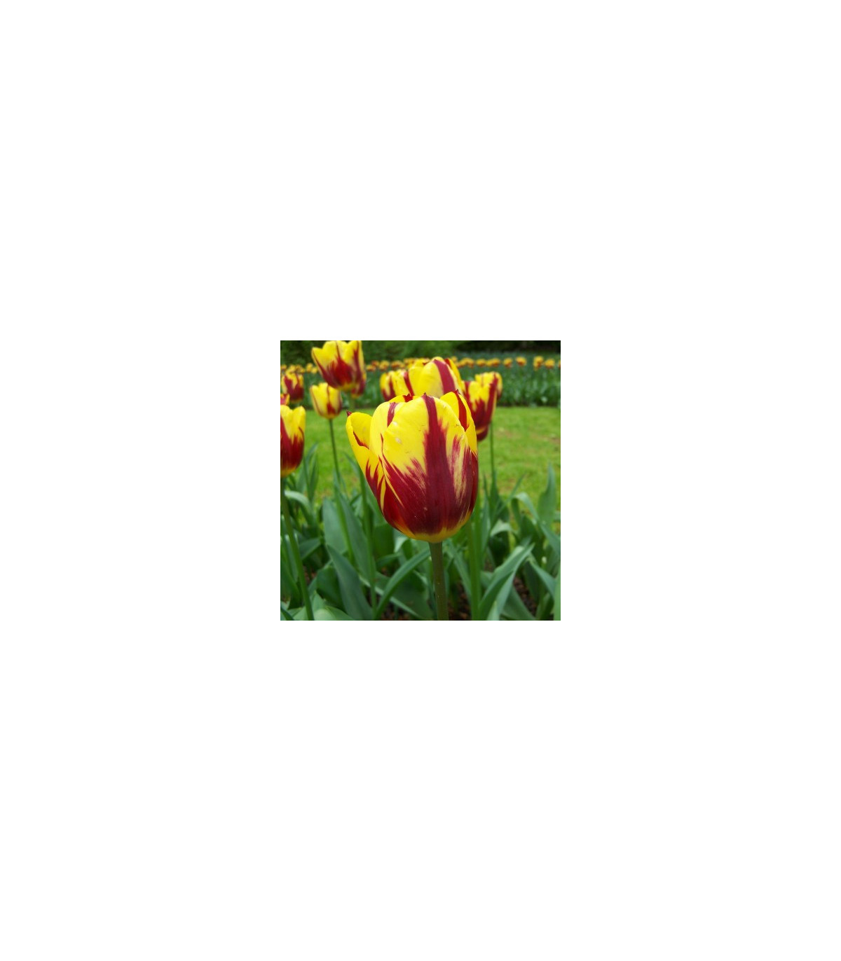 Tulipán Helmar - Tulipa - predaj cibuľovín - 3 ks