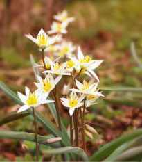 Tulipán Turkestanica - Tulipa - predaj cibuľovín - 3 ks