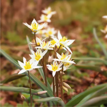 Tulipán Turkestanica - Tulipa - predaj cibuľovín - 3 ks