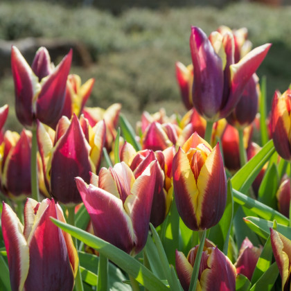 Tulipán Gavota - Tulipa - predaj cibuľovín - 3 ks