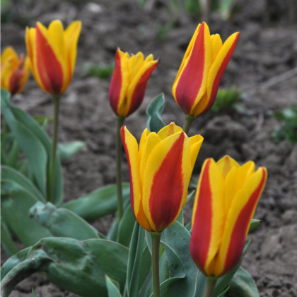 Tulipán Stresa - Tulipa - predaj cibuľovín - 3 ks