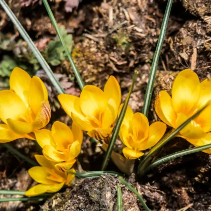 Krókus Golden Yellow - Crocus vernus - predaj cibuľovín - 3 ks