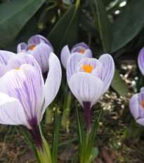 Krókus Pickwick - Crocus vernus - predaj cibuľovín - 3 ks