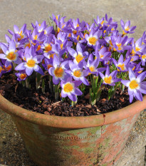 Krókus Tricolor - Crocus tricolor - predaj cibuľovín - 3 ks