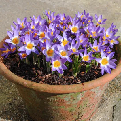 Krókus Tricolor - Crocus tricolor - predaj cibuľovín - 3 ks