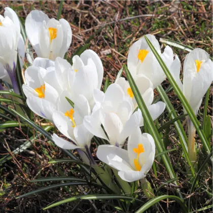 Krókus Jeanne d Arc - Crocus vernus - predaj cibuľovín - 3 ks