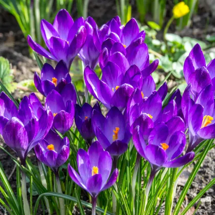 Krókus Tomasiniho Ruby Giant - Crocus Tommasinianus - predaj cibuľovín - 3 ks