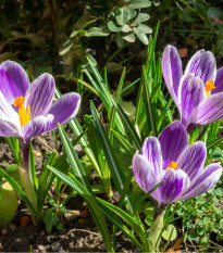 Krókus King of striped - Crocus - predaj cibuľovín - 3 ks