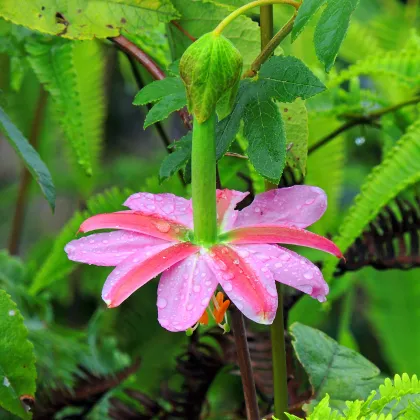 Mučenka banánová - Passiflora mollissima - semiačka - 5 ks