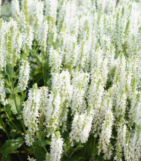 Šalvia pomúčená - Victoria White - Salvia farinacea - predaj semien - 12 ks