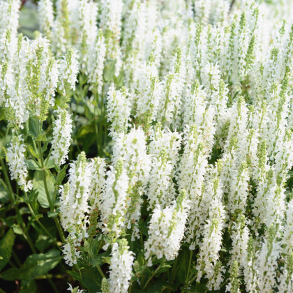 Šalvia pomúčená - Victoria White - Salvia farinacea - predaj semien - 12 ks
