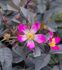 Ruža sivá - rosa glauca - Rosa - predaj semien ruží - semená - 5 ks