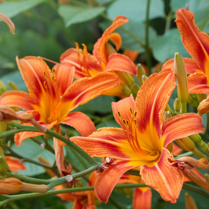 Ľalia cibuľkonosná - Lilium bulbiferum - semiačka ľalie - 5 ks