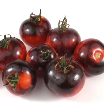 Bio semená paradajky Black Zebra - Solanum lycopersicum - predaj bio semien - 7 ks