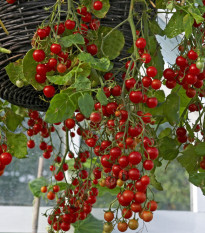 Previsnuté kríčkové Cherry paradajky Tumbler - Lycopersicon esculentum - predaj semien rajčiaka - 6 ks