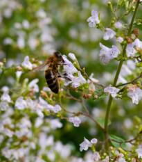 Marulka kocúrnik - Calamintha nepeta - predaj semien - 300 ks