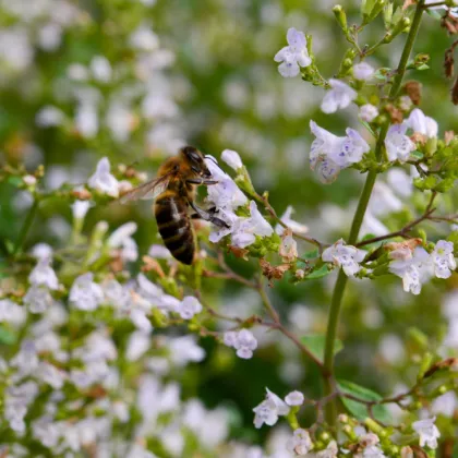 Marulka kocúrnik - Calamintha nepeta - predaj semien - 300 ks