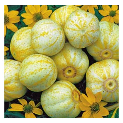 Bio uhorka Lemon -  Cucumis sativus - predaj bio semien - 8 ks