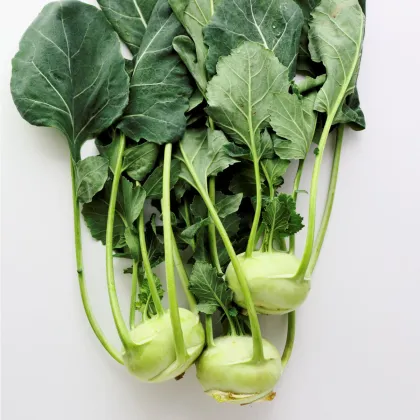 Bio kaleráb Noriko - Brassica oleracea convar. gongylodes - predaj bio semien - 80 ks