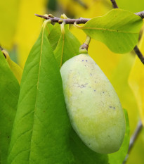 Paw Paw - indiánsky banán - Asimina triloba - semiačka - 4 ks