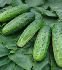 Uhorka F1 Altaj - nakladačka - Cucumis sativus - 15 ks