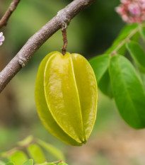 Karambola - Čínska hviezdica - Averrhoa carambola - semiačka - 5 ks