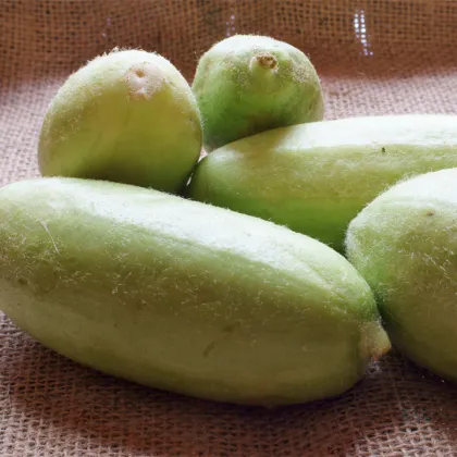 Zeleninový melón - Carosello Baresey - Cucumis flexuosus - predaj semien melónovej uhorky - 7 ks