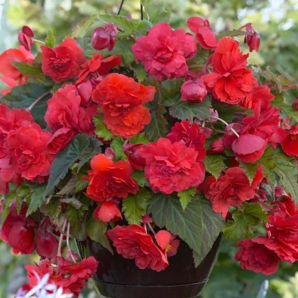 Begónia previsnutá Red Glory - Begonia odorata - predaj cibuľovín - 2 ks