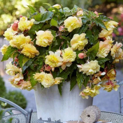 Begónia previsnutá Sunny Dream - Begonia odorata - predaj cibuľovín - 2 ks