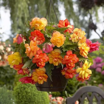 Begónia Golden Balcony - Begonia tuberhybrida - predaj cibuľovín - 2 ks