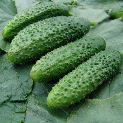 Uhorka nakladačka Zuzana - Cucumis sativus - semiačka - 30 ks