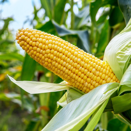Kukurica cukrová Ombra F1 - Zea Mays - semená kukurice - 15 ks