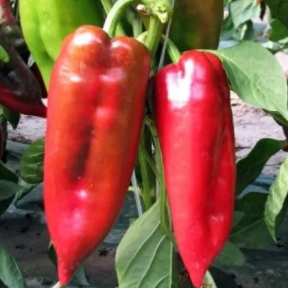 Paprika ročná Rafaelus F1 - kápia - Capsicum annuum - predaj semien - 9 ks