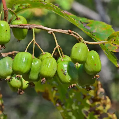 Minikiwi - Actinidia arguta - semiačka - 5 ks