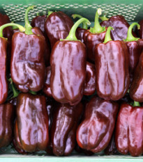 Bio Paprika Chocobell - Capsicum annuum - predaj bio semien - 8 ks