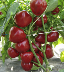 Paradajková paprika Dumas - Capsicum annuum - predaj semien - 15 ks