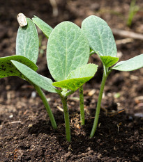 Tekvica figolistá k vrúbľovaniu - Cucurbita ficifolia - predaj semien - 10 ks