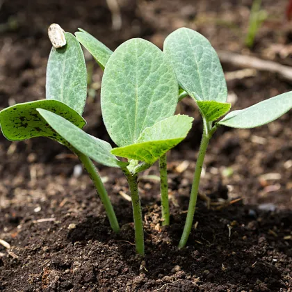 Tekvica figolistá k vrúbľovaniu - Cucurbita ficifolia - predaj semien - 10 ks