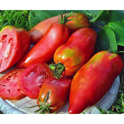 Paradajka Adenhorn - Solanum lycopersicum - kolíková odroda - semená rajčiaka - 10 ks