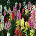 Papuľka väčšia - Antirrhinum majus - predaj semien - 400 ks