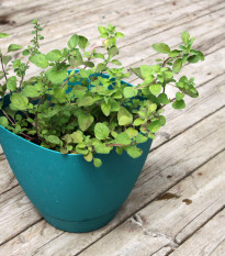 BIO Grécke oregano - Origanum hirtum - predaj bio semien - 250 ks